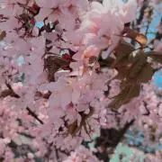 ひよこの画像