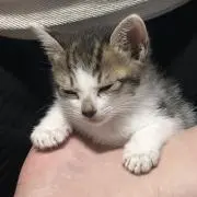 蓮々