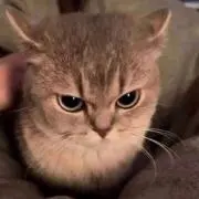 しししの画像
