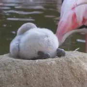 なお
