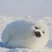 犬好きの画像