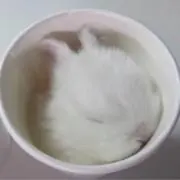 うさみみの画像