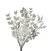 植物ふらわーの画像