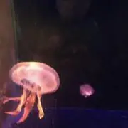 タカピー