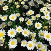 花☆