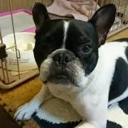 はなくんの画像