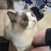 おこめ。の画像