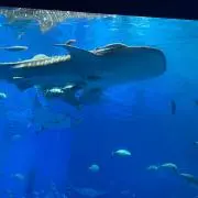 スイカの画像