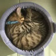 シゲモリの画像