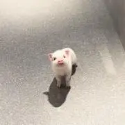 メイプルの画像