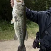 GIGA BASSの画像