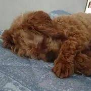 はーちゃん