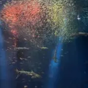 しゅうの画像