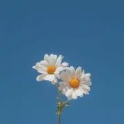 トマトの画像