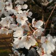Image of きなこ
