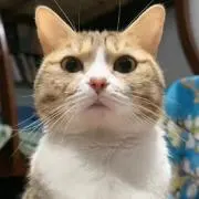Lareinaの画像