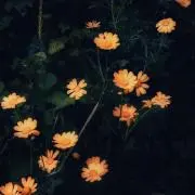 momoの画像