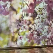 こまこまの画像