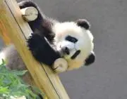 よもぎの画像