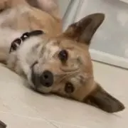 しぶやん