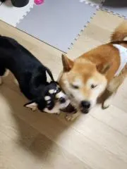 みー。の画像