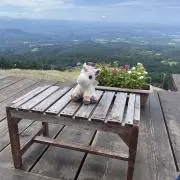 蒼の画像
