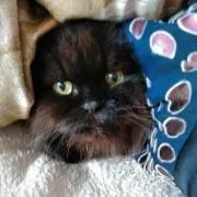 ピーちゃんの画像