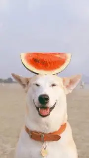 GAOの画像