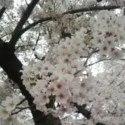 dekomimi