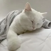 mmの画像