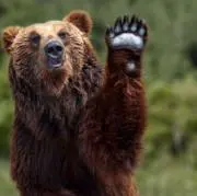 茶クマの画像