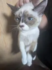 ニャンチュー