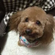 Sinの画像
