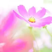 ヒロナリ