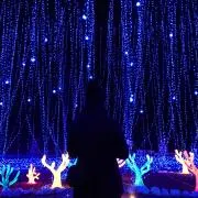 エコユキの画像