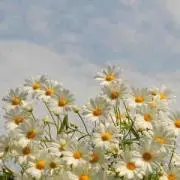 yk（最速12日発送）の画像