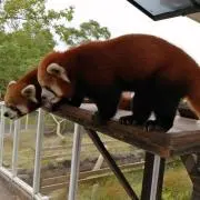 Hide♫の画像