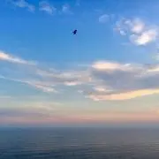 ウィジーの画像
