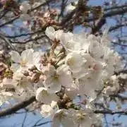 はる