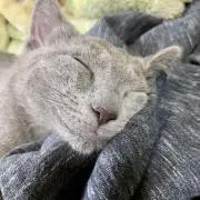 ミリーの画像
