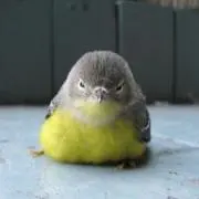 ぴすけの画像