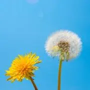 Tanpopo