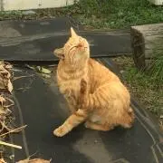 ねこだん☆の画像