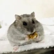 りんの画像