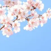 さくら♡プロフ必読の画像