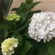 らむ21の画像