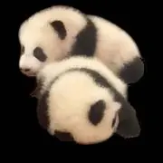 パンダちゃん❤️♪の画像