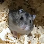 ちょも