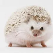 なーちん