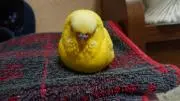 ジュナ